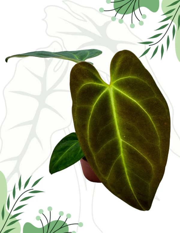 Anthurium Papillilaminum x Dark Phoenix Ø-9cm H-15cm
