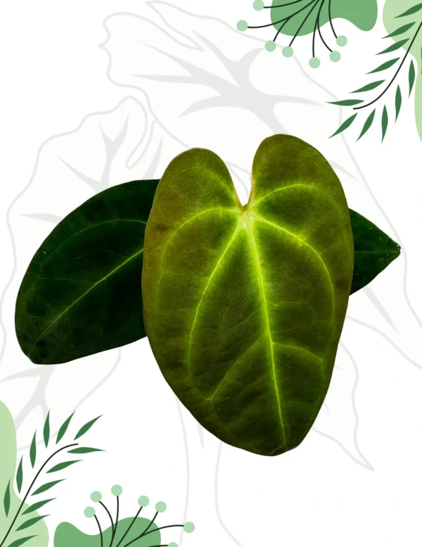 Anthurium Papillilaminum x Dark Phoenix Ø-9cm H-15cm - obrazek 2