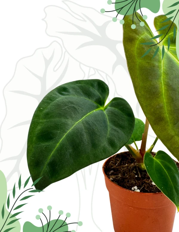 Anthurium Papillilaminum x Dark Phoenix Ø-9cm H-15cm - obrazek 3
