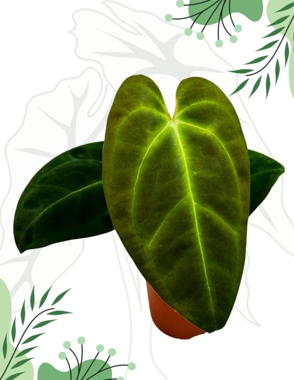 Anthurium Papillilaminum x Dark Phoenix Ø-9cm H-15cm