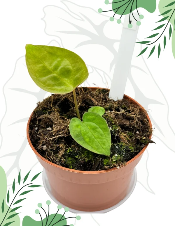 Anthurium Papillilaminum x Dressleri Ø-9cm H-10cm