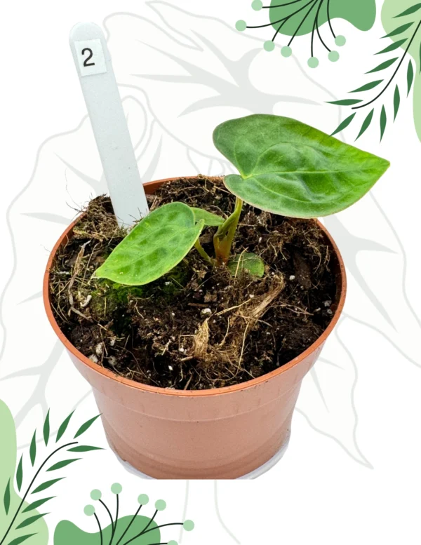 Anthurium Papillilaminum x Dressleri Ø-9cm H-10cm - obrazek 2