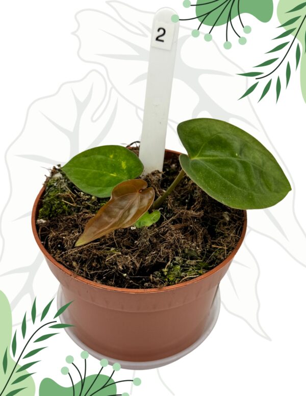 Anthurium Papillilaminum x Dressleri Ø-9cm H-10cm - obrazek 3