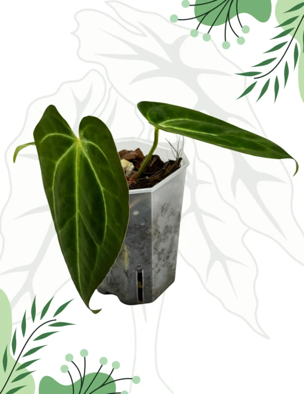 Anthurium (Papillilaminum x Magnificum x KOS) x Crystallinum