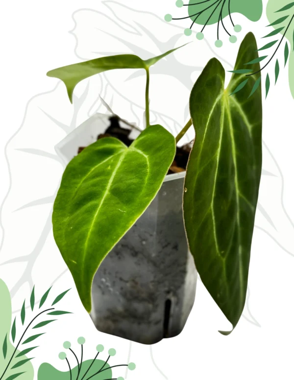 Anthurium (Papillilaminum x Magnificum x KOS) x Crystallinum - obrazek 2