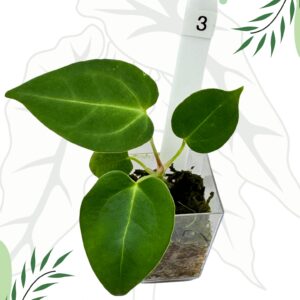 Anthurium (Papillilaminum x Magnificum x KOS) x Crystallinum Ø-6cm H-15cm
