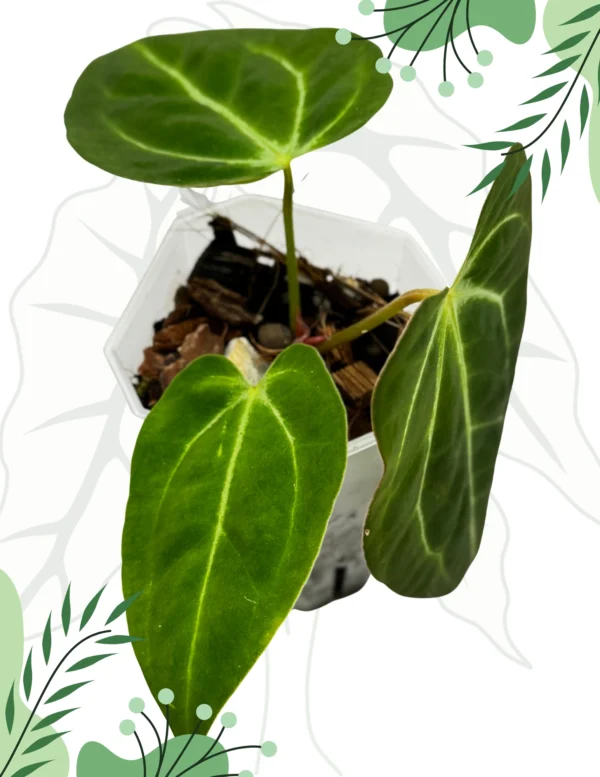 Anthurium (Papillilaminum x Magnificum x KOS) x Crystallinum - obrazek 3