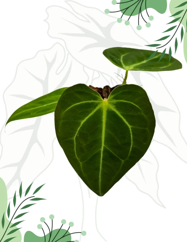 Anthurium (Papillilaminum x Magnificum x KOS) x Crystallinum - obrazek 4