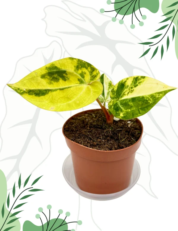 Anthurium Papillilaminum x Red Crystal Variegata Ø-9cm H-15cm - obrazek 2