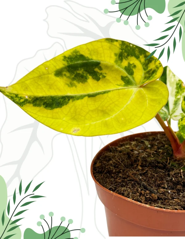 Anthurium Papillilaminum x Red Crystal Variegata Ø-9cm H-15cm - obrazek 6