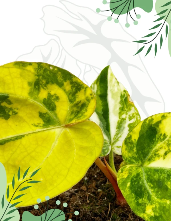 Anthurium Papillilaminum x Red Crystal Variegata Ø-9cm H-15cm - obrazek 4