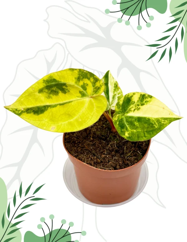 Anthurium Papillilaminum x Red Crystal Variegata Ø-9cm H-15cm