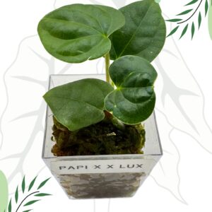 Anthurium Papillilaminum X x Luxurians Ø-6cm H-10cm