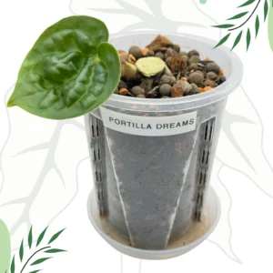Anthurium Portilla Dreams Dół po cięciu Ø-10cm H-15cm