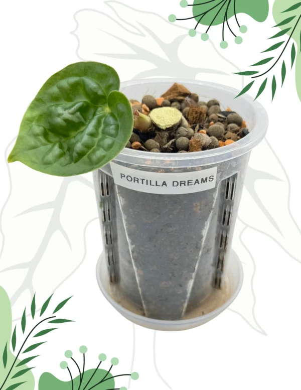 Anthurium Portilla Dreams Dół po cięciu Ø-10cm H-15cm