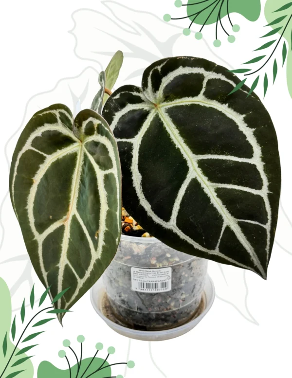 Anthurium Red Crystallinum From Tezula Ø-12cm H-25cm - obrazek 2