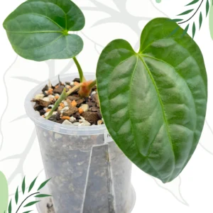 Anthurium Regale x Luxurians Ø10cm H-15cm