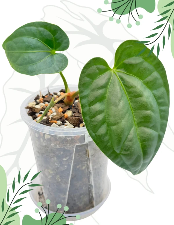 Anthurium Regale x Luxurians Ø10cm H-15cm