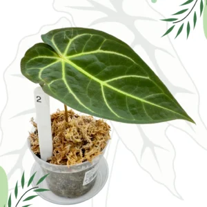 Anthurium Regale x Magnificum Ø10cm H15cm - obrazek 2