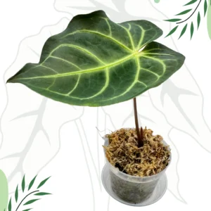 Anthurium Regale x Magnificum Ø10cm H15cm