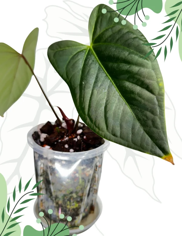 Anthurium Regale x Nigrolaminum Gigi Ø-10cm H-15cm - obrazek 4