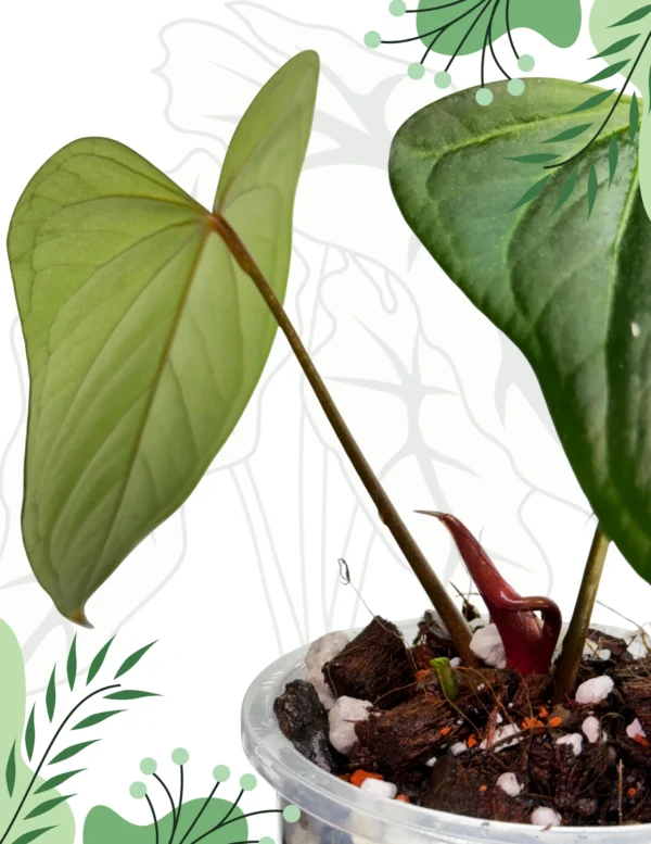 Anthurium Regale x Nigrolaminum Gigi Ø-10cm H-15cm - obrazek 3