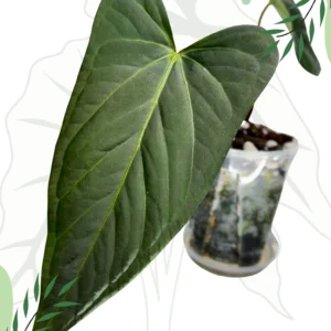 Anthurium Regale x Nigrolaminum Gigi Ø-10cm H-15cm