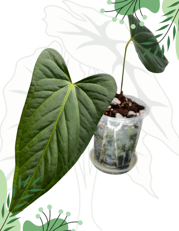 Anthurium Regale x Nigrolaminum Gigi Ø-10cm H-15cm - obrazek 2