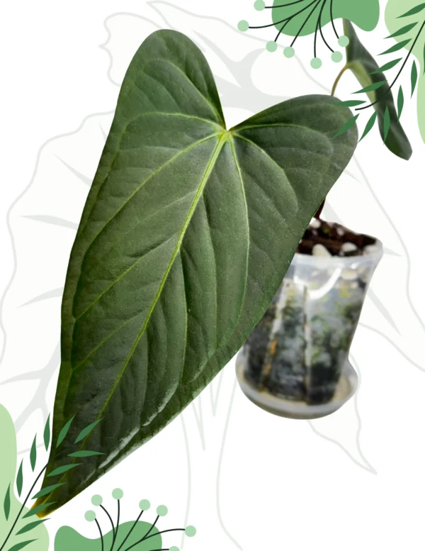 Anthurium Regale x Nigrolaminum Gigi Ø-10cm H-15cm