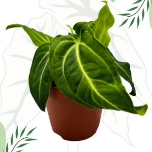 Anthurium Villenoarum Ø-9cm H-15cm