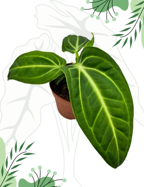 Anthurium Villenoarum Ø-9cm H-25cm