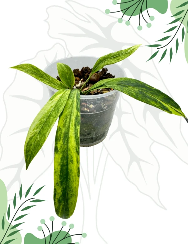 Anthurium Vittarifolium Variegata Ø-12 cm H-15 cm Dół po cięciu
