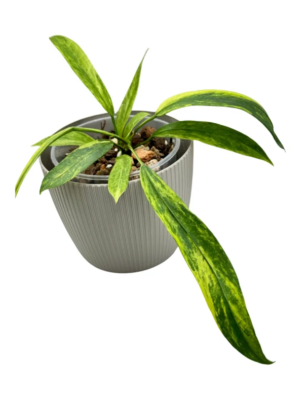 Anthurium Vittarifolium Variegata Ø-6cm H-15cm