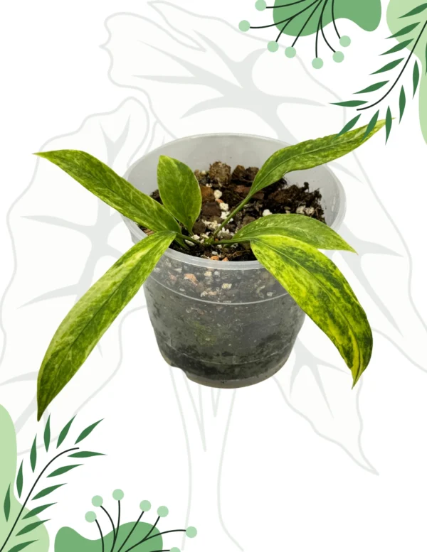 Anthurium Vittarifolium Variegata Ø-12 cm H-15 cm Dół po cięciu