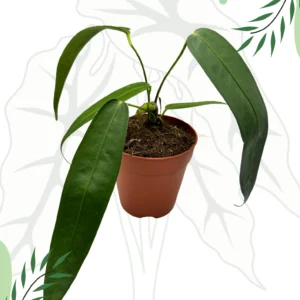 Anthurium Wendlingerii  Ø-12cm H-25cm