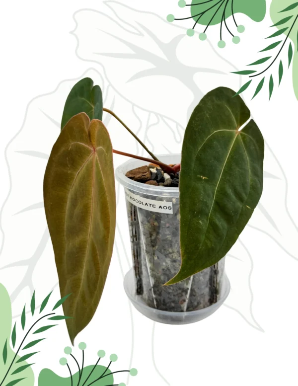Anthurium "Hot Chocolate AOS" DØ12cm H-20cm - obrazek 3