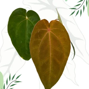 Anthurium "Hot Chocolate AOS" DØ12cm H-20cm