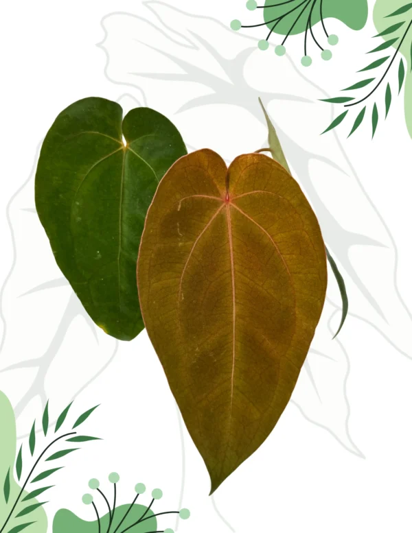 Anthurium "Hot Chocolate AOS" DØ12cm H-20cm