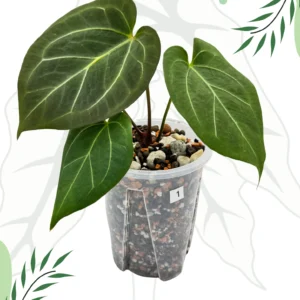 Anthurium King Of Spade Ø-9cm H-15cm