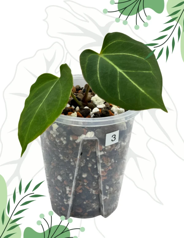 Anthurium King Of Spade Ø-9cm H-15cm - obrazek 4