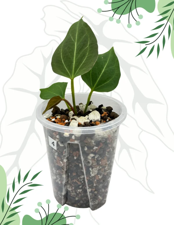 Anthurium King Of Spade Ø-9cm H-15cm - obrazek 5