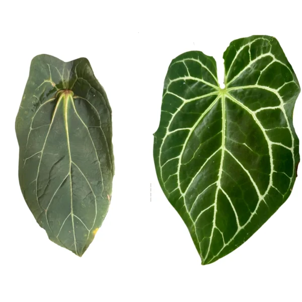 Anthurium  Crystallinum X x Red Spider Ø-6cm H-10cm - obrazek 4