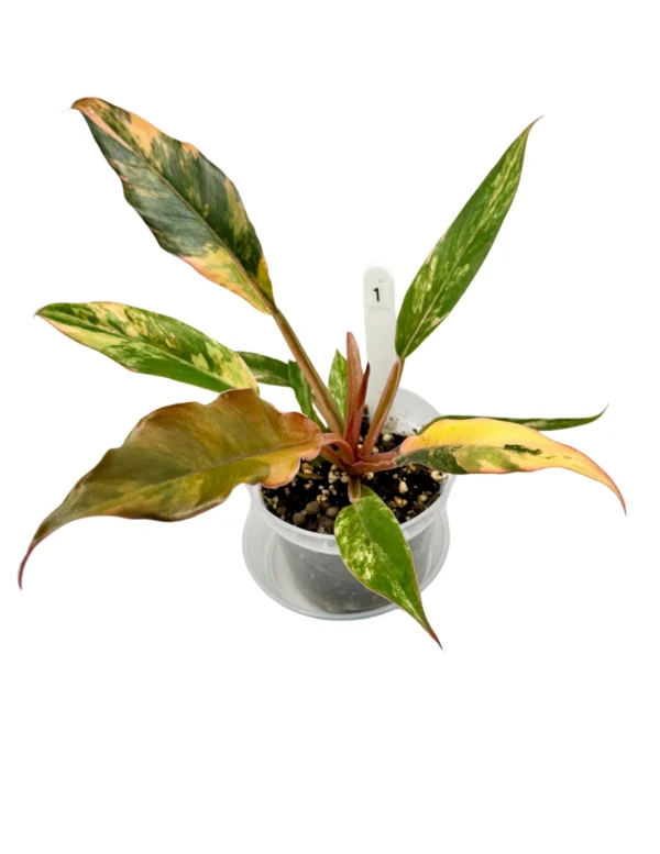Philodendron Caramel Marble Variegata  Ø-9cm H-25cm