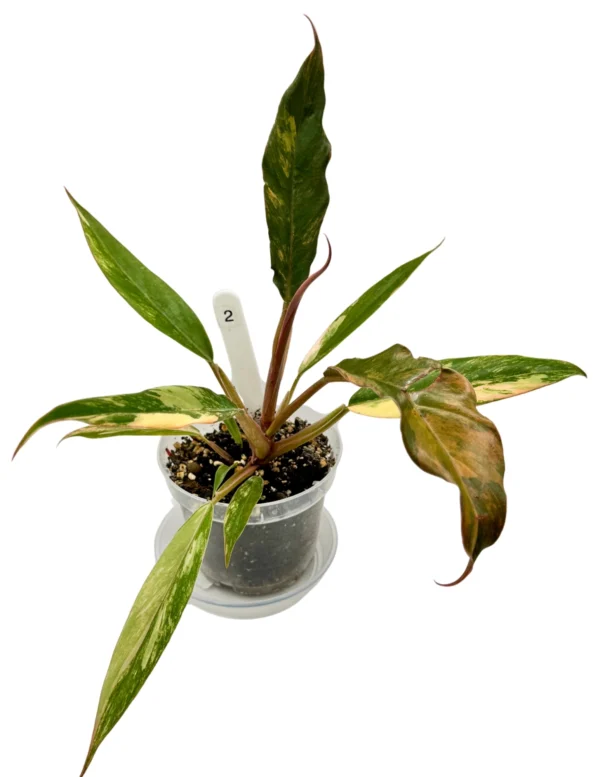 Philodendron Caramel Marble Variegata  Ø-9cm H-25cm - obrazek 9