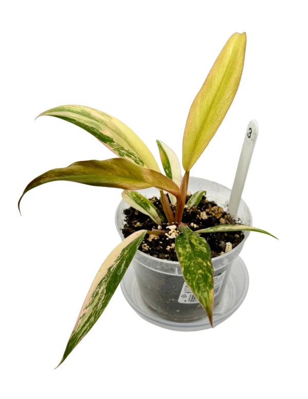 Philodendron Caramel Marble Variegata  Ø-9cm H-25cm - obrazek 8