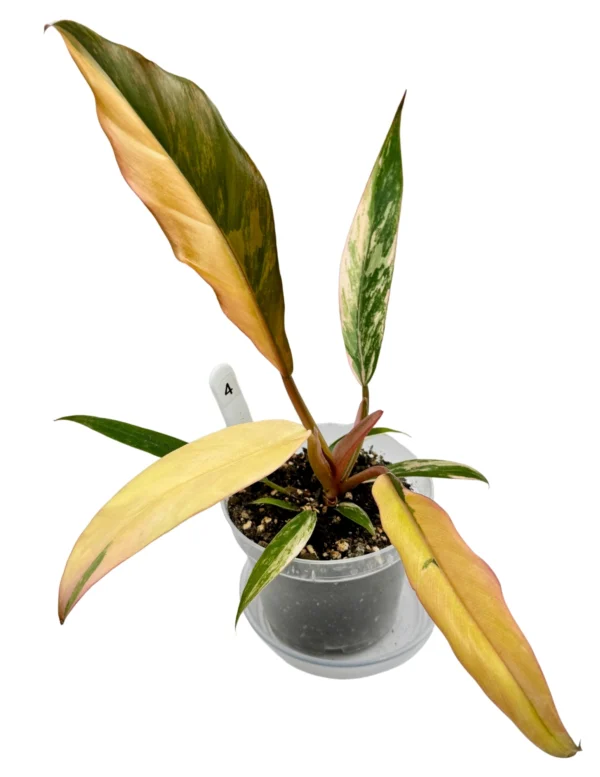 Philodendron Caramel Marble Variegata  Ø-9cm H-25cm - obrazek 7