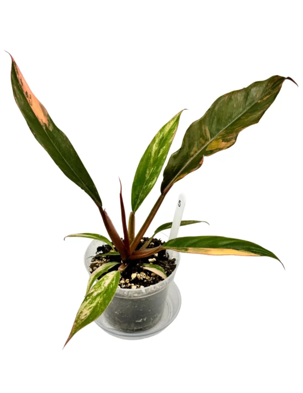 Philodendron Caramel Marble Variegata  Ø-9cm H-25cm - obrazek 6