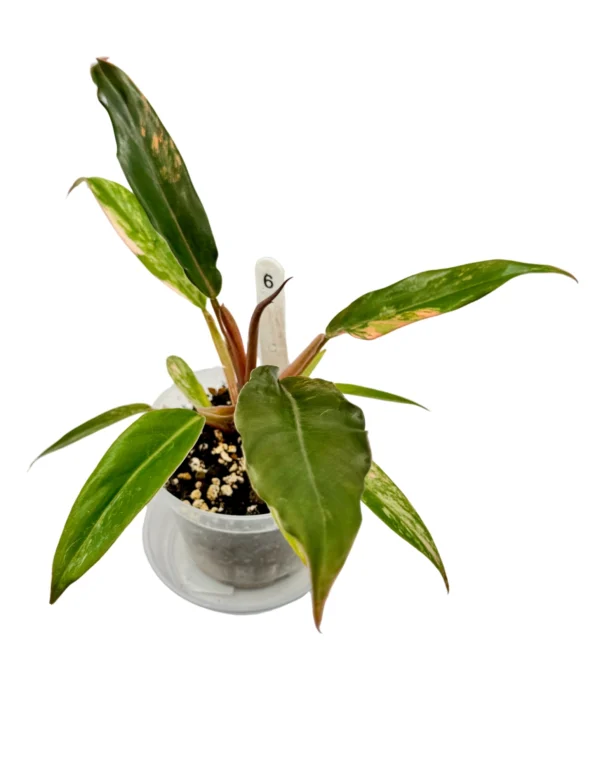 Philodendron Caramel Marble Variegata  Ø-9cm H-25cm - obrazek 5