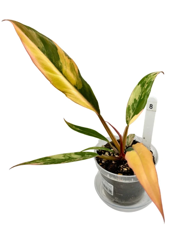 Philodendron Caramel Marble Variegata  Ø-9cm H-25cm - obrazek 4