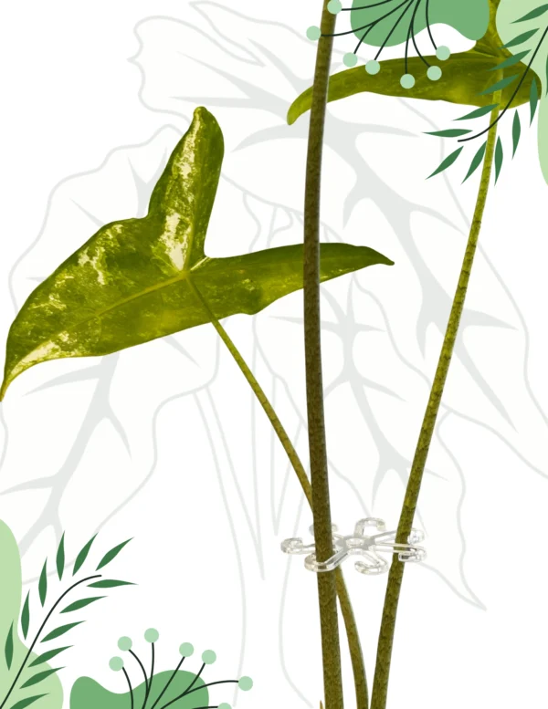 Chwytak 7 cm do roślin doniczkowych – 8-ramienny stabilizator liści i łodyg Alocasia Anthurium - obrazek 4